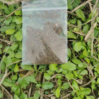 新鲜云南大香菜泰国大芫荽种子越南老缅芫荽刺芫荽野香菜批发蔬菜 大