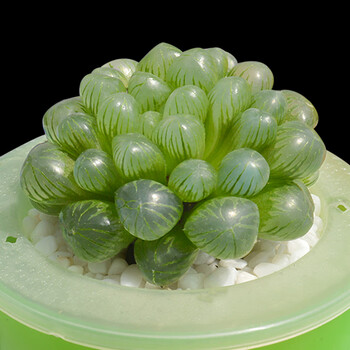 玉露精品多肉 植物大颗稀有品种室内桌面办公室肉肉花卉盆栽 姬玉露