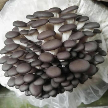 【精品绿植】【3】高产蘑菇菌包菌种平菇菌包菌棒食用菌家庭种植包出