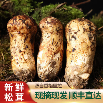 2022松茸新鮮雲南野生菌菇鮮貨香格里拉特產 9-12cm 500g禮盒裝