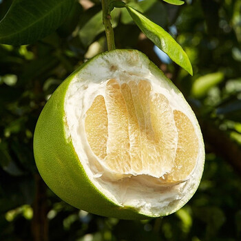 海南水晶蜜柚(顺丰直发) 热带水果青柚 2个装(2.2-3斤/个)【图片 价格