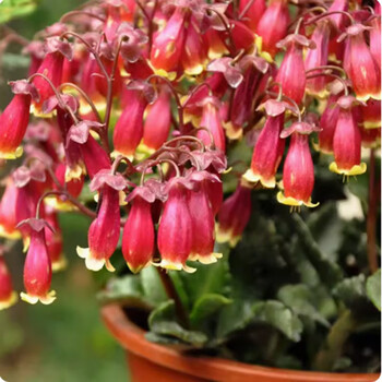 长寿花盆栽重瓣罗比橙大花带花苞花苗四季室内开花好养的花卉植物