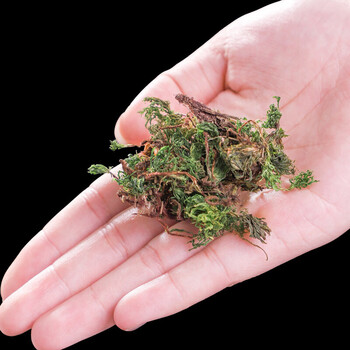 回心草泡茶茴心草云南茴薪草泡水喝2罐回心草