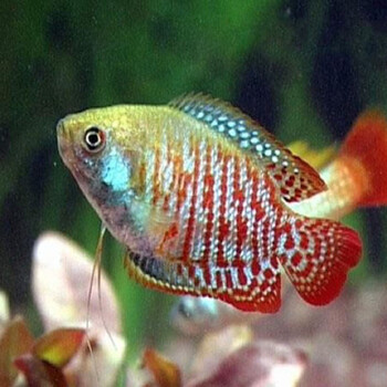 胎生鱼黑玛丽鱼金球玛丽月光鱼家养活体小型淡水宠物鱼 红丽丽5条