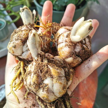 颉铮香水百合花种球四季开花带芽香水百合室内外花卉盆栽好养百合种子混合5颗球 生根粉 复合肥12 图片价格品牌报价 京东