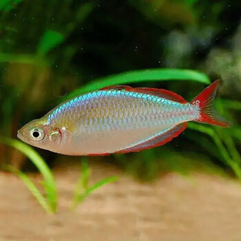 vieruodis电光美人鱼石美人刚果美人蓝美人电光球热带观赏鱼活体