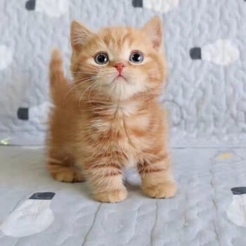 橘猫狸花猫白猫猫咪活物活体黑猫宠物幼猫家养土猫纯种中华田园猫橘猫公 图片价格品牌报价 京东 橘猫狸花猫白猫猫咪活物活体黑猫宠物幼猫家养土猫纯种中华田园猫橘猫公 图片价格品牌报价 京东