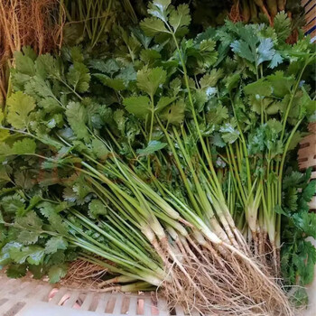 四季大叶香菜种子芫荽盐须种子阳台庭院可种蔬菜种子耐抽苔香浓 两斤