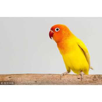 萌萌哒虎皮鹦鹉活鸟牡丹鹦鹉一对可繁殖宠物鸟活物小鸟活体黄金丝牡丹