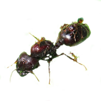 活体宠物蚂蚁   全异巨首蚁 3后3000工