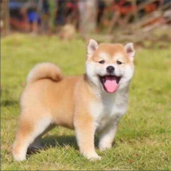 纯种柴犬幼犬活体狗狗小型犬日本豆柴赤柴黑色白色柴犬家养看家陪伴犬宠物级公 图片价格品牌报价 京东