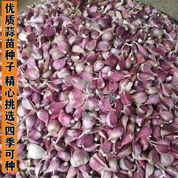 红根蒜苗种子紫皮蒜种籽寒蒜硬叶蒜四季蒜苗蒜子可大田种植 蒜苗种籽
