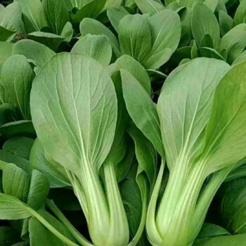 农家自种新鲜上海青油菜,小白菜青菜自产自销 店长 4斤装【图片 价格 