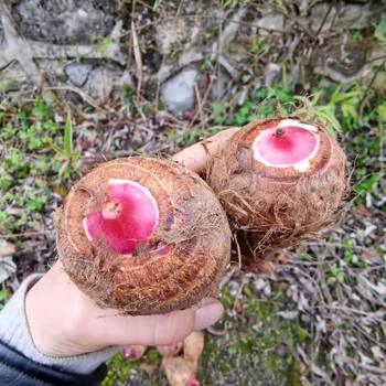 红芽芋头新鲜小芋头现挖红嘴毛芋头粉糯 5斤芋头 精选大果