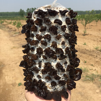 平菇蘑菇菌包菌棒种植食用菌种植种蘑菇种植菌包种植袋阳台 黑木耳-大