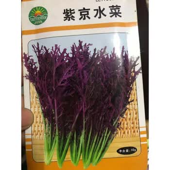 雪里红菜籽种子细叶雪菜咸菜蔬菜种孑农家秋季冬天种植大叶雪里蕻京水菜10克 紫红色精品原装 图片价格品牌报价 京东