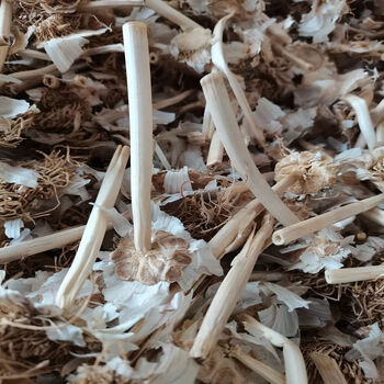 金乡农家大蒜杆500克大蒜叶大蒜茎大蒜苗大蒜杆子子可入 大蒜底根含