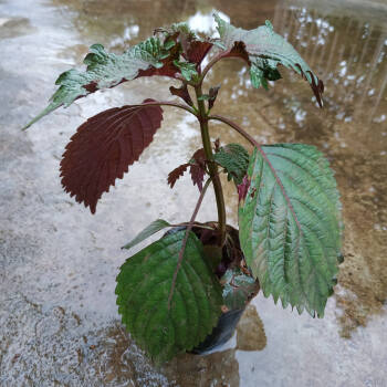 土香菜廣西鹽茜盆景芫荽配菜香味濃厚小苗山野香菜種苗 紫蘇苗3棵帶土