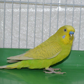虎皮鹦鹉观赏鸟说话鸟小鸟活物鸟类活体家养鸟宠物鸟 成年黄皮(到家可
