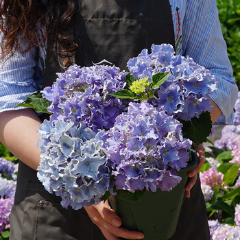 阳台耐寒植物花卉盆栽无尽夏绣球花苗四季开花细高跟满三送一不含盆