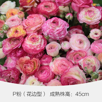 洋牡丹花球根花毛茛种球盆栽易种耐寒四季室内花卉观花植物盆栽粉色3根 一包多菌灵 图片价格品牌报价 京东