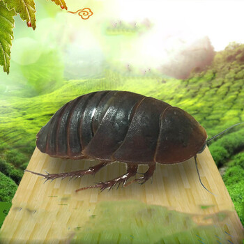 活土元活体药食两用骨折偏方中药材土元粉地鳖虫土鳖活物一斤500g