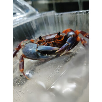 海南勾手蟹宠物蟹观赏螃蟹另相手蟹将军蟹迷辣椒蟹豹点南海溪蟹 瑕疵