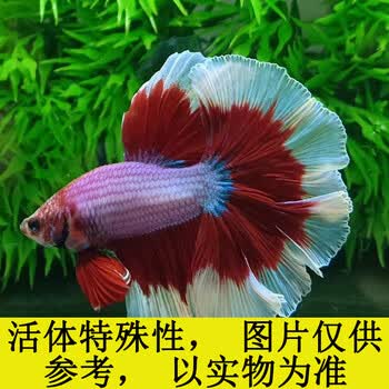 泰国斗鱼狮王半月马尾母鱼活鱼好养观赏鱼活体宠物热带鱼淡水鱼 精品