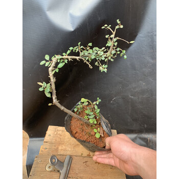 多瑙梦白花荀子红花老桩盆景米叶珍珠荀子植物开花盆景不落叶红果1号