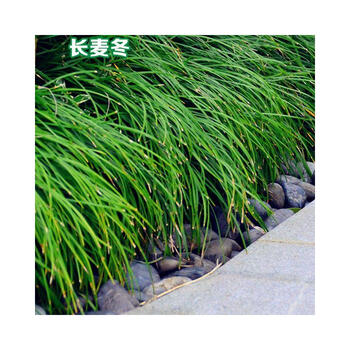 hbbl庭院园林绿化地被植物 金边麦冬草长叶麦冬四季常青 矮麦冬草植物