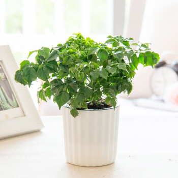 红豆hodo幸福树小条纹盆自吸水绿植盆栽办公室桌面室内居家阳台绿植