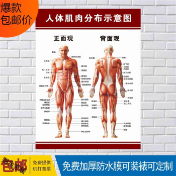 人体肌肉图解结构解剖大挂图人体器官解剖图示意图海报展板定制人体肌肉24寸 图片价格品牌报价 京东
