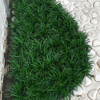矮麦冬草庭院玉龙草四季户外耐阴地被植物矮生麦冬草草坪z5 【青叶】