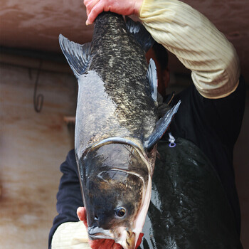 味巴哥千岛湖特产胖头鱼活鱼 鳙鱼花鲢鱼 活体包头鱼 新鲜到家 18斤