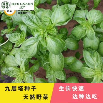 四季養生野生蔬菜種子艾草薄荷馬蘭頭莧菜麵條菜車前子蒲公英九層塔