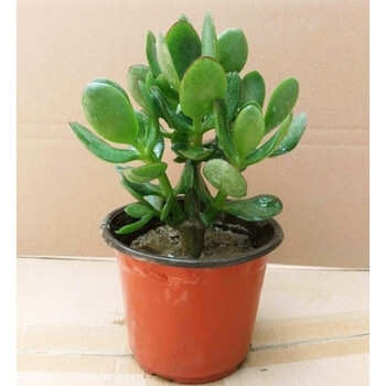 阳台多肉植物花卉玉树新花月锦金枝玉叶姬红花月盆栽3年大叶玉树不含盆 图片价格品牌报价 京东