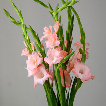 【萱卉粉色剑兰一束(8-10枝)保鲜剂】萱卉 剑兰生日鲜花节日花束鲜花