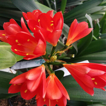 彩兰君子兰佛光短叶圆头和尚金鞍山丝金边鸳鸯兰覆轮兰一物一拍君子兰