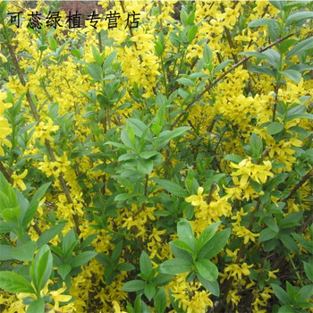 连翘花苗黄老虎苗黄金枝金钟罩迎春花苗庭院绿篱围栏绿化观赏植物2个