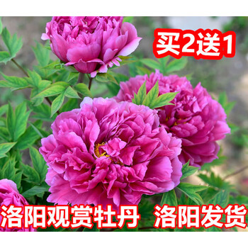 七抒荷泽牡丹花山东观赏特大花苗浓香盆栽大苗洛阳正宗庭院地栽花卉