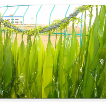 裙带菜100g*2袋海带干货昆布海带汤裙边海裙菜