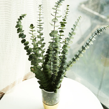 10支尤加利鲜花配花s尤加利10枝