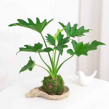 雨花蝶 水培植物苔藓球春羽蔓绿绒小天使盆栽室内懒人北欧风绿植四季