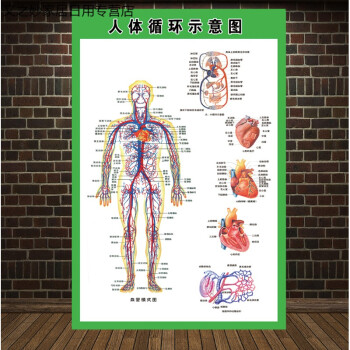 人體內臟解剖系統示意圖醫學宣傳掛圖人體器官心臟結構圖醫院海報人體