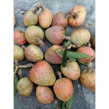 晨臻西双版纳当季新鲜水果新鲜牛心果牛心梨牛心番荔枝1000g空运2斤