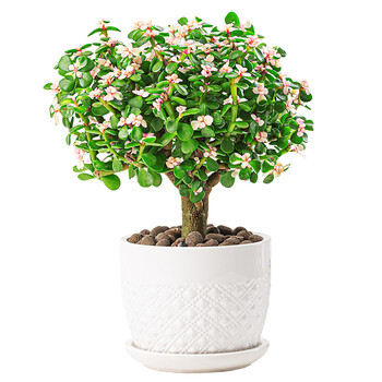 金枝玉叶盆栽花卉桌面绿植好养植物老桩造型悬崖老桩金枝玉叶原盆原土