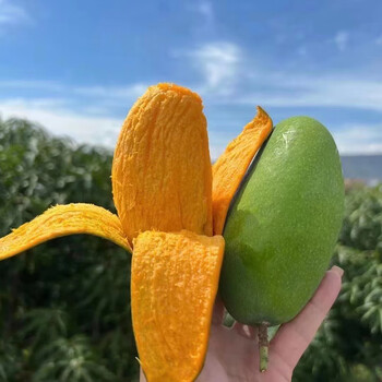 攀枝花椰香芒应季新鲜水果当季芒果整箱端午礼盒 9斤中果(25个以内)