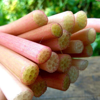 新上市现货 湖北洪湖新鲜鸡头梗新鲜梗鸡头菜刺莲梗芡实梗 鸡头梗3斤