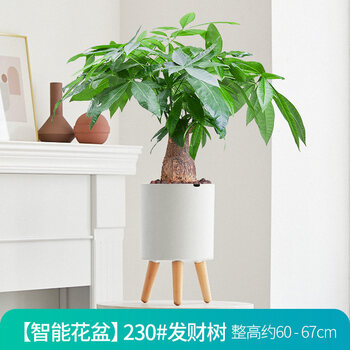 懒人智能绿植盆栽室内花卉植物智能花盆 230 发财树 含盆 图片价格品牌报价 京东