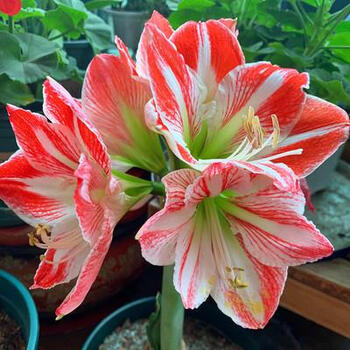 涞思芊【品质保证】荷兰进口重瓣朱顶红种球大球对红室内外易活四季